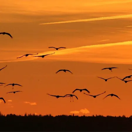 Sturmvogel *