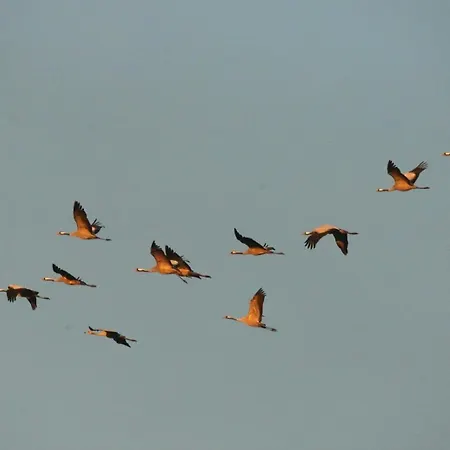 Sturmvogel