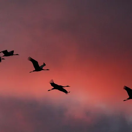 Sturmvogel זינקסט